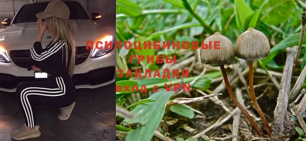 прущие грибы Беломорск